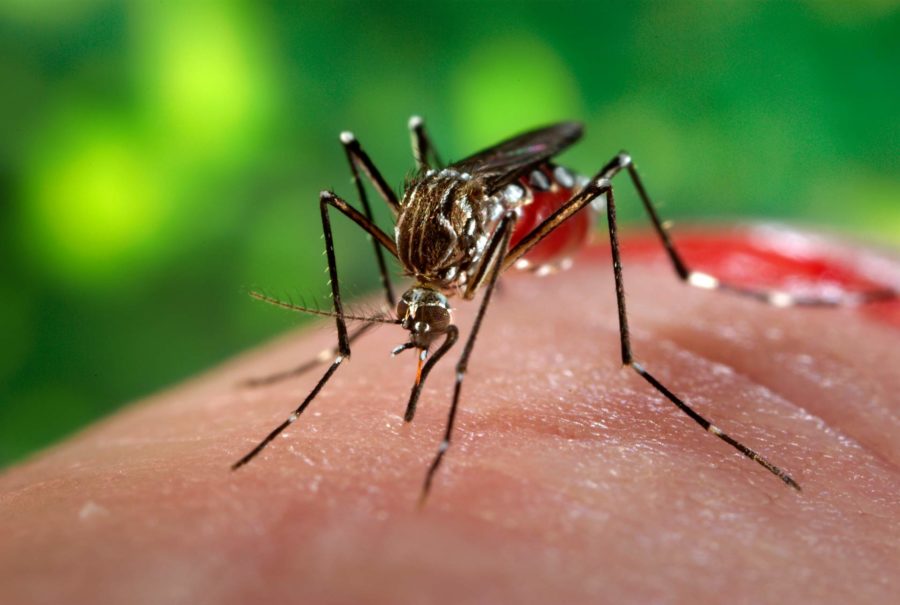 Aedes aegypti biting human. Image credit: James Gathany / CDC.