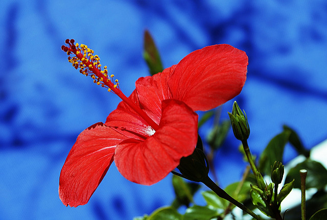 Red against a blue background makes the flower really stand out.
