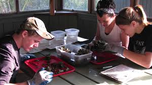 Students are searching for organisms living in the oysters