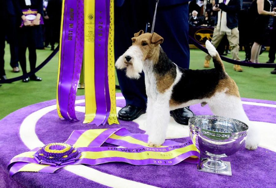 King the Wire Fox Terrier wins the Westminster Dog Show 2019