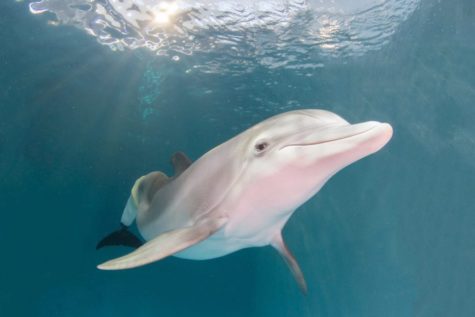 Winter, the dolphin who inspired many, passed away at 16 due to an intestinal abnormality resulting in a twisted intestine.